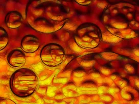 Biofluid Dynamics [BES]