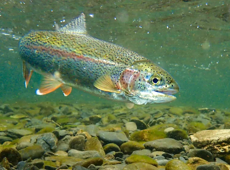 Underwater rainbow trout in the Russian River, Alaska