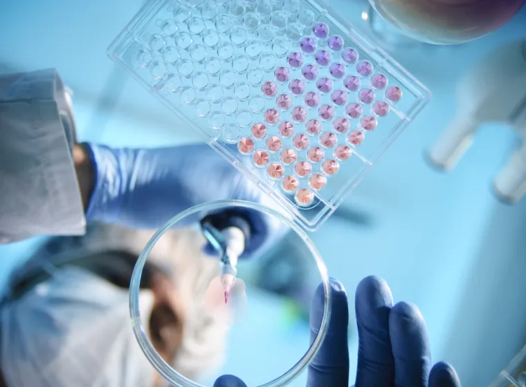scientist using a pipette with a microtiter plate and a petri dish