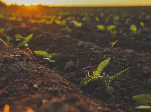 Sprouted green young sunflower on organic soil in a sunset