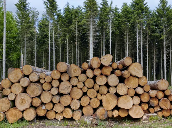 Timber logs stacked neatly in a clearing within a dense forest, possibly in Denmark. The setting features rich green foliage, blue skies, and emphasizes sustainable forestry and logging practices in a scenic environment.