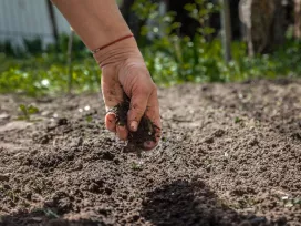 Hand pours the earth on sowing. The concept of gardening, life on earth, style