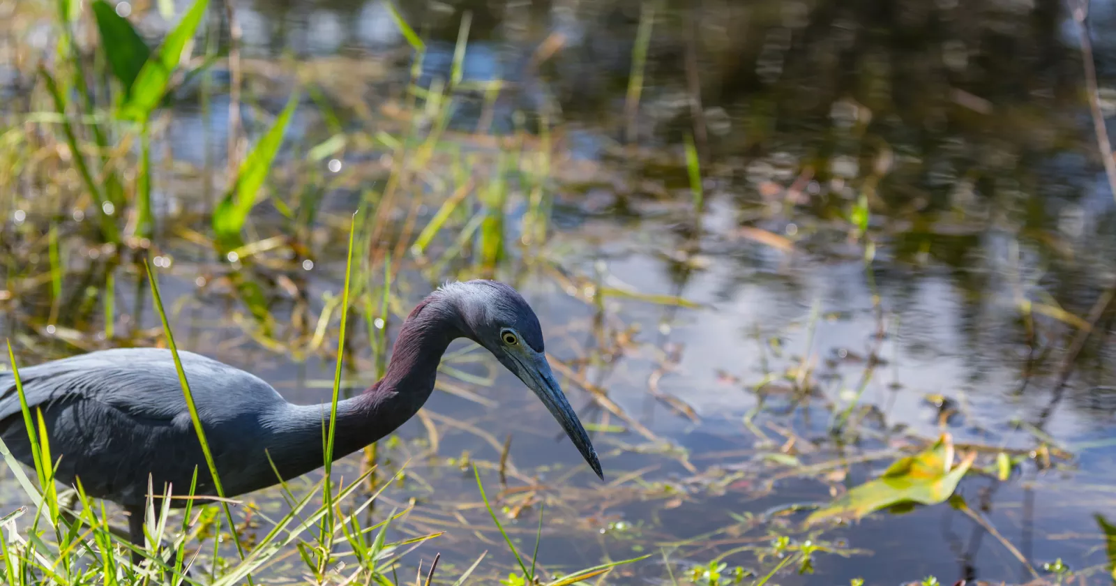 [EBS] Ecological & Biological Sciences - Environmental Risk Assessment - grey heron grazing in fresh water