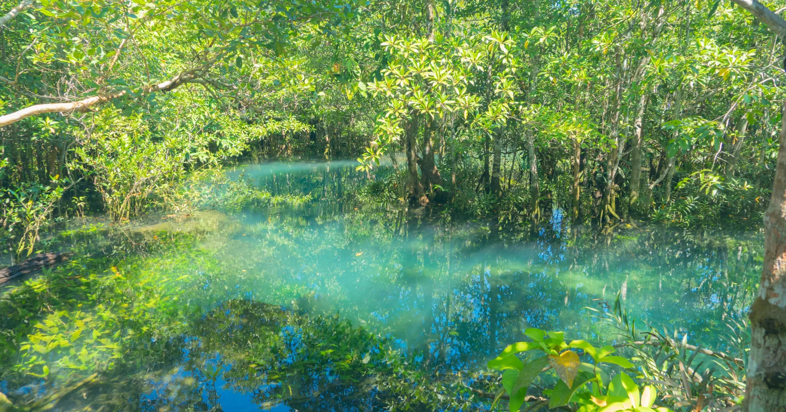 Forested area with fog over the water. Exponent provides natural resource damage assessments.