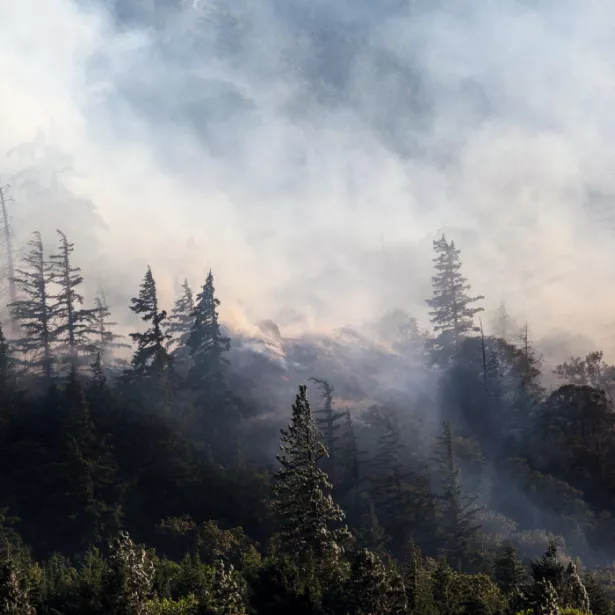 Hillside forest wildfire with smoke billowing from trees, covering the sky